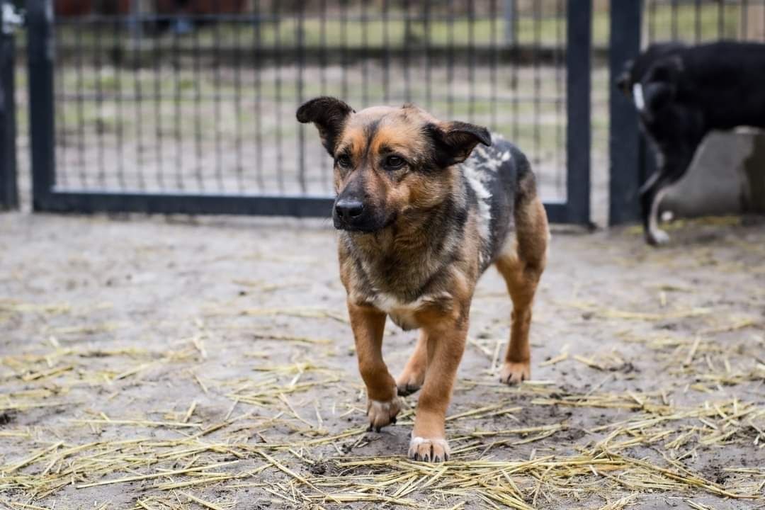 Nieśmiały, malutki Balto czeka na swój wymarzony dom!