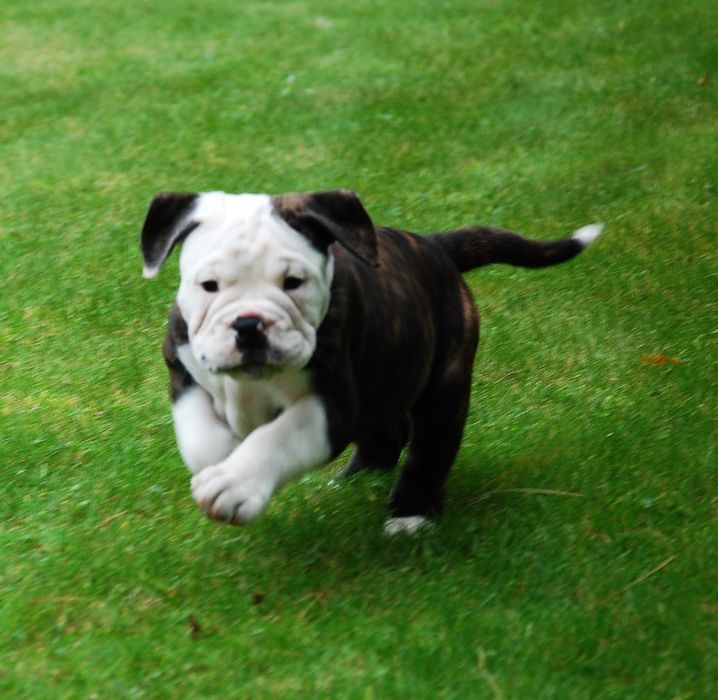 Bulldog kontynentalny continental bulldog sunia przepiękna