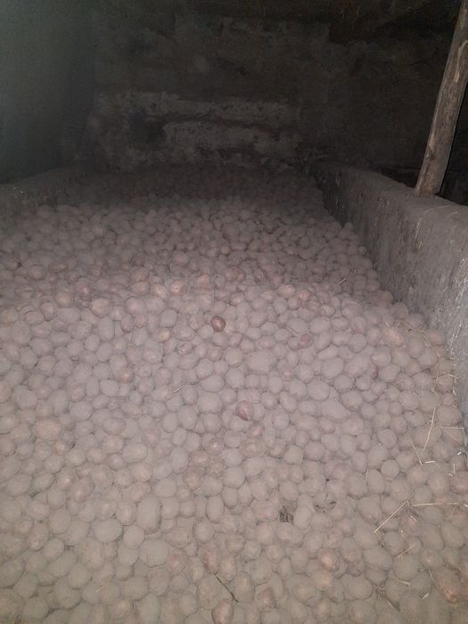 Продам картошку Біла Роса 25 тон