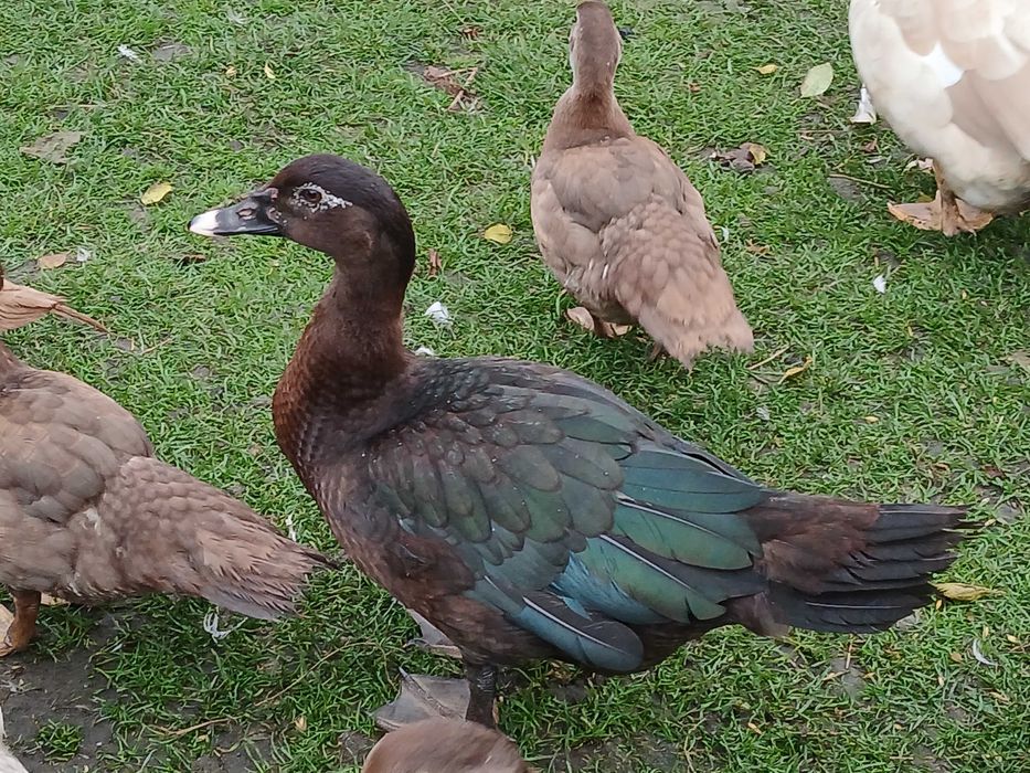 Kaczki piżmowe czekoladowe czarne liliowe niebieskie
