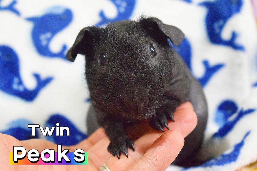 Świnka morska. Świnka skinny, łysa. Hodowla. Rodowód