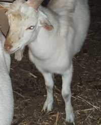 Козел на племя мать 4,5 л зааненская коза