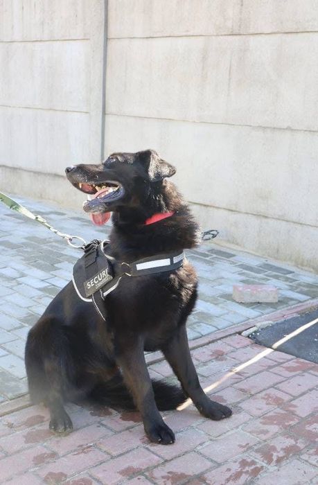 Duży pies do adopcji Olaf