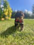 Samiec Lagotto Romognolo Jankes ZKwP/ FCI