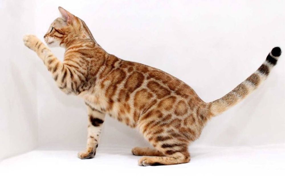 Бенгал, бенгальське кошеня