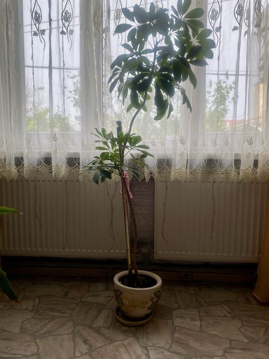 Комнатные растения.