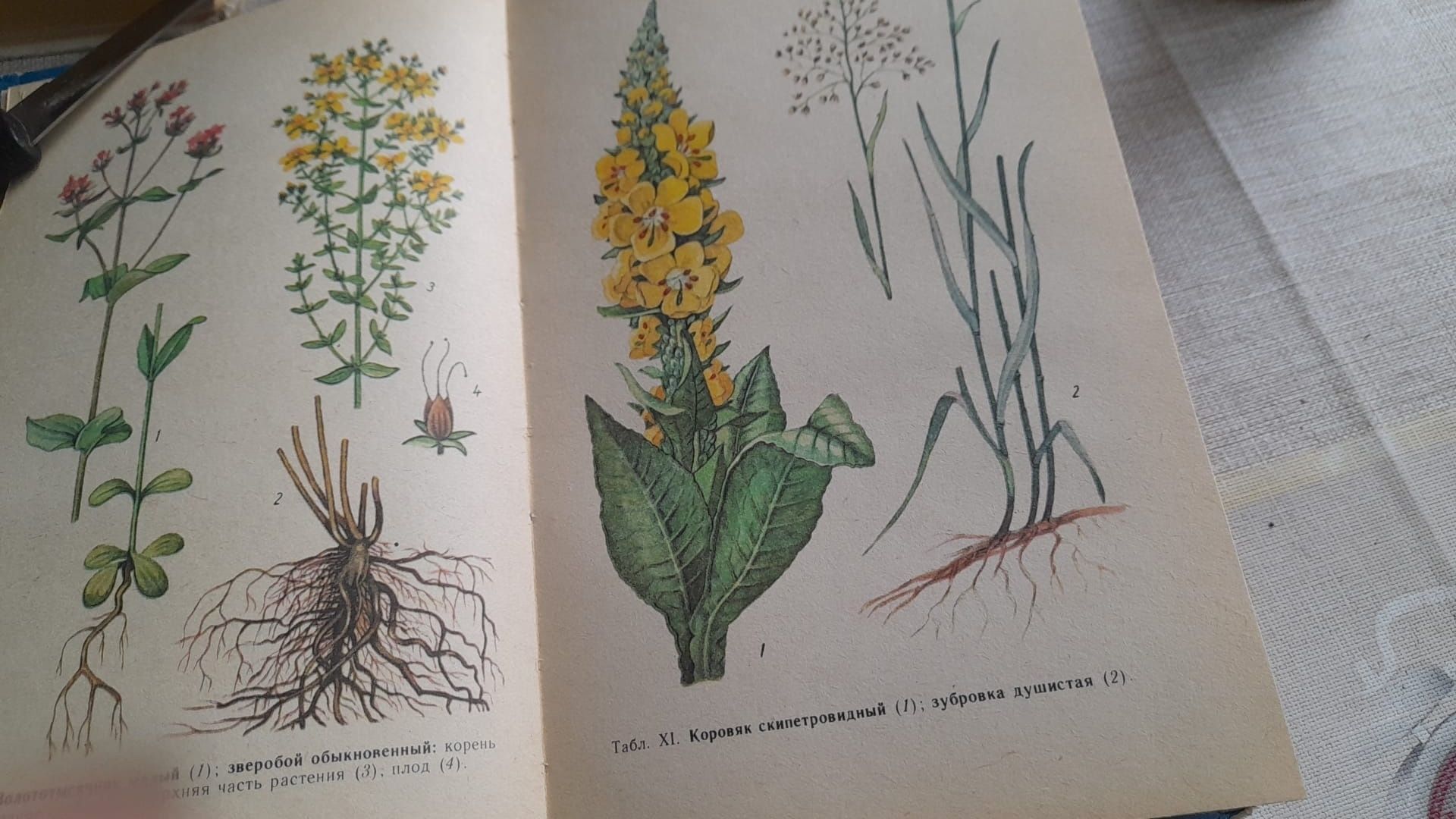 Книга Лекарственные растения Украины