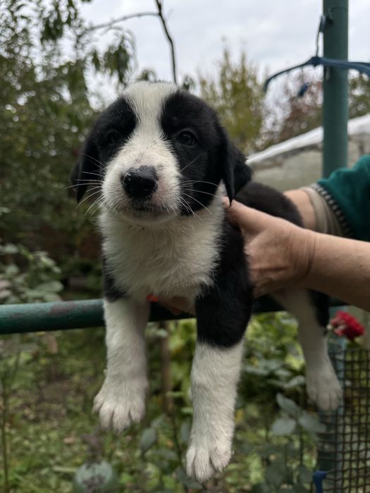 Безкоштно та терміново