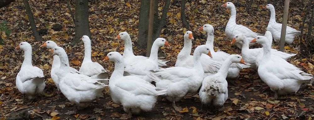 Gęsi kołudzkie białe