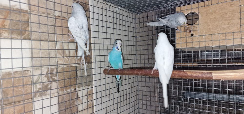 Periquitos inglêses