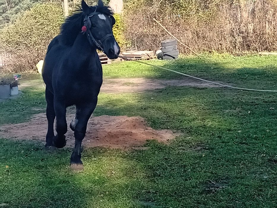 Sprzedam 13miesięcznego ogiera zimnokrwistego mocnej budowy