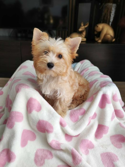 Yorkshire terrier golddust