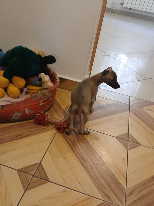 Chart Angielski Whippet śliczna suczka