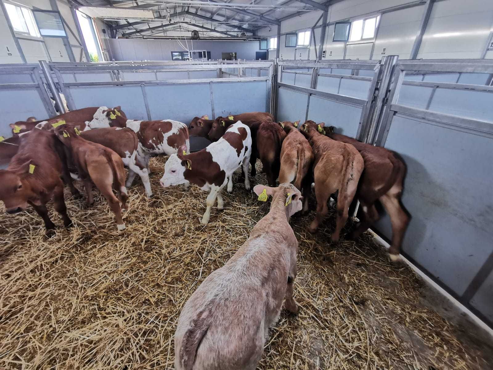 Cielęta  Jałówki MM 50-90 kg POLSKIE.Duży wybór  Ciechanów