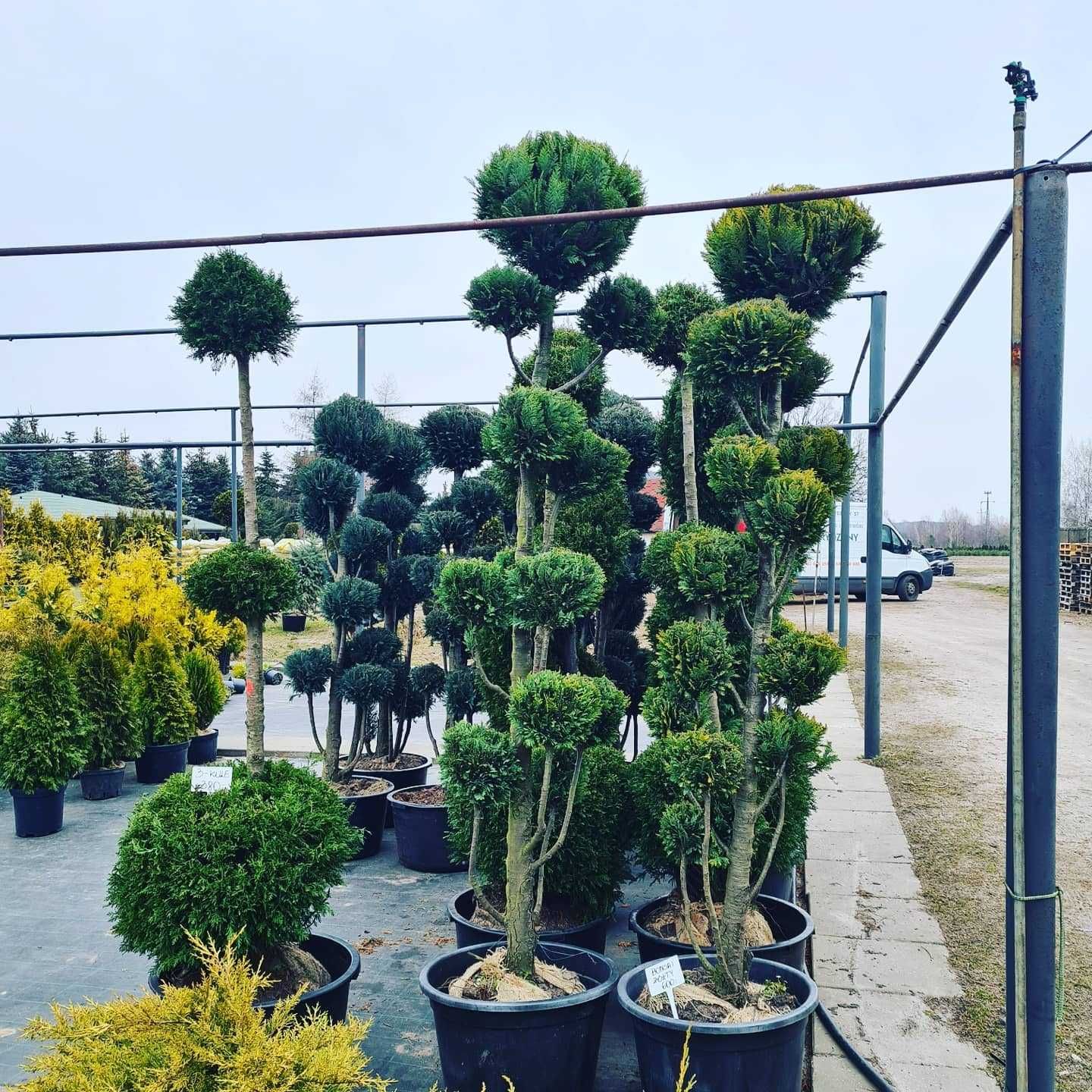 Thuja Smaragd/ Tuja Szmaragd 180-200 cm ładne, grube