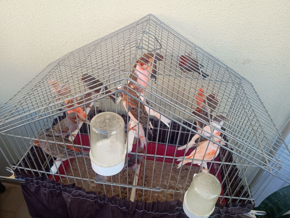 Para venda 7 canários Arlequim Português