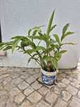 Plantas de cardamomo