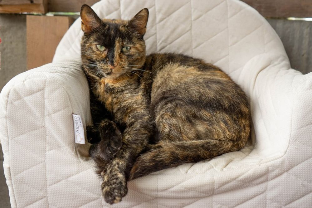 Merida, piekna kotka o wyjątkowym charakterze