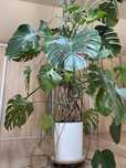 Monstera dziurawa 200cm - duże liście