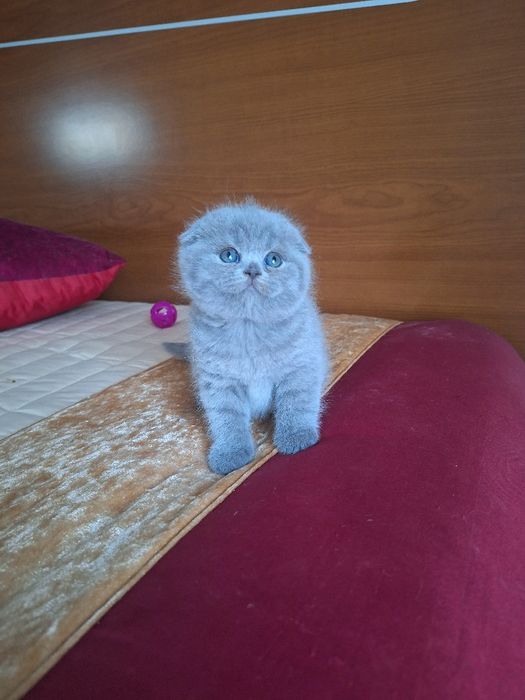 Fêmea scottish fold azul