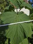 Paulownia drzewa tlenowe 2 sztuki
