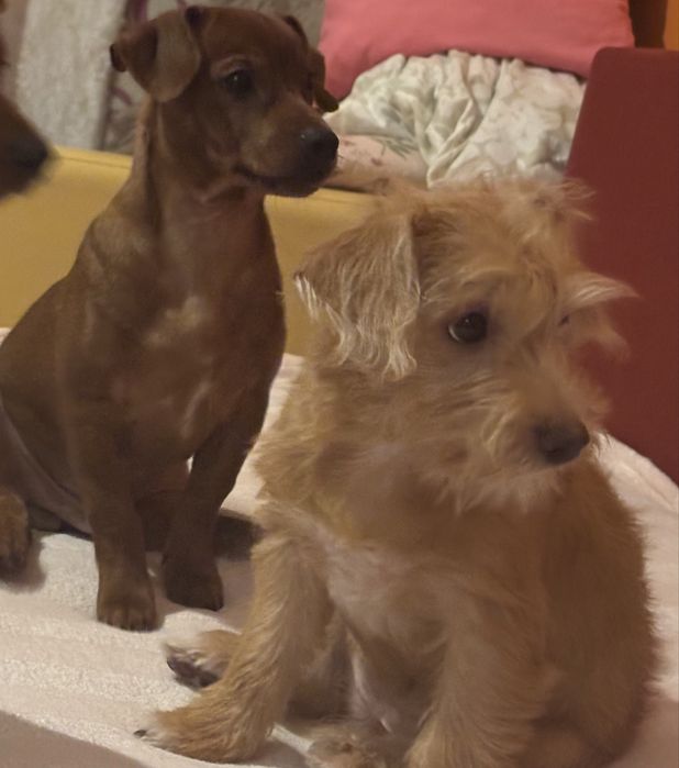 Pieski szukają domków