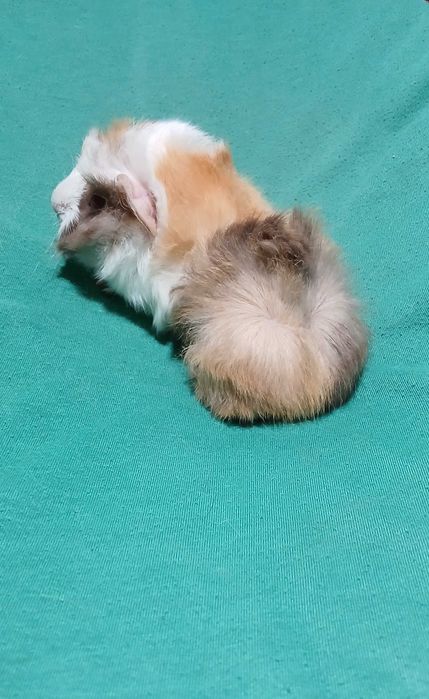 Морська свинка, розетка.