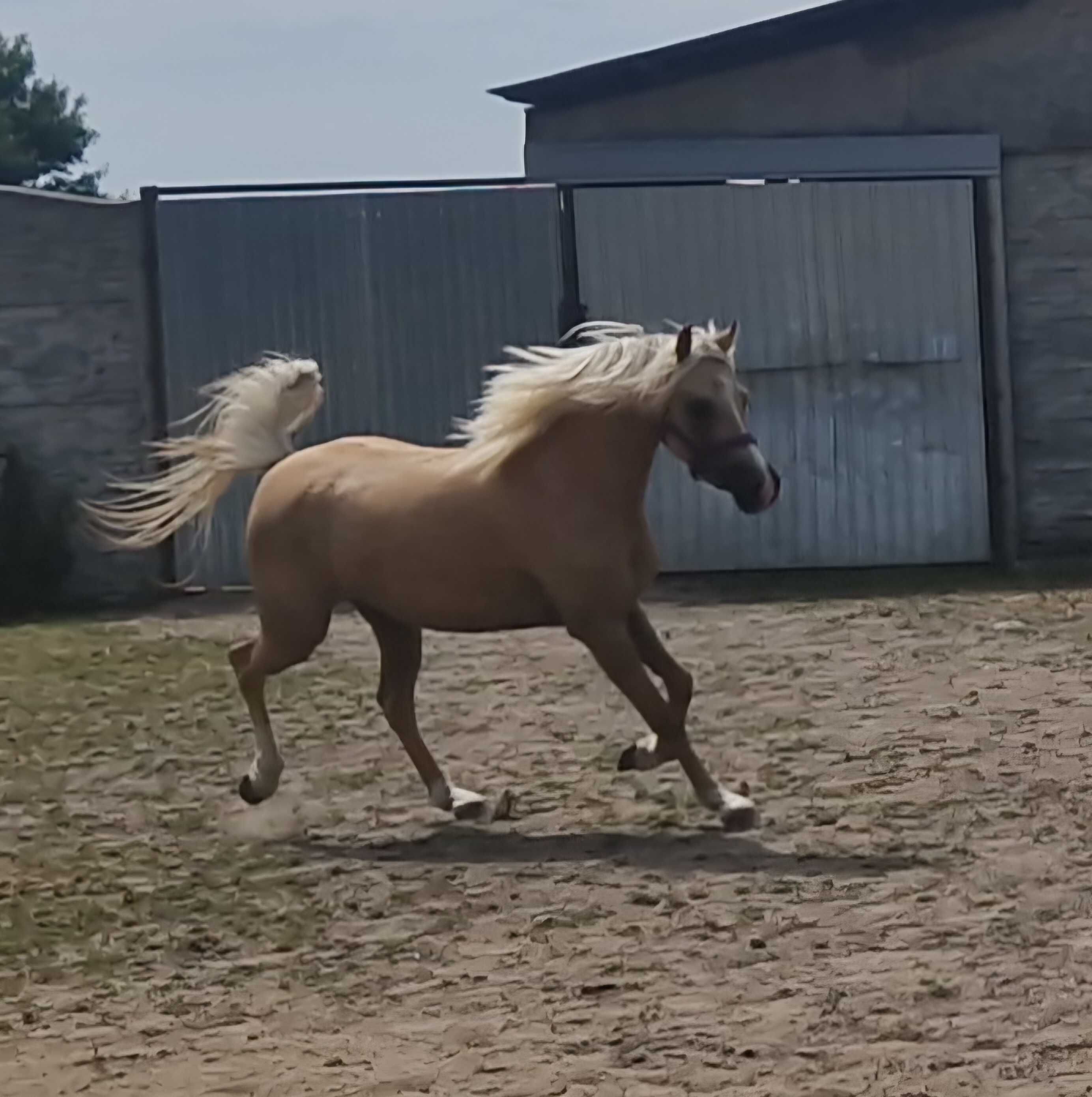 Sprzedam konia klacz źrebak kuc walijski