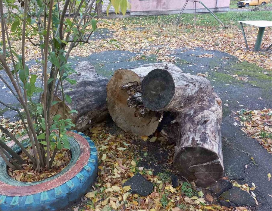 Спиляні дерева на дрова