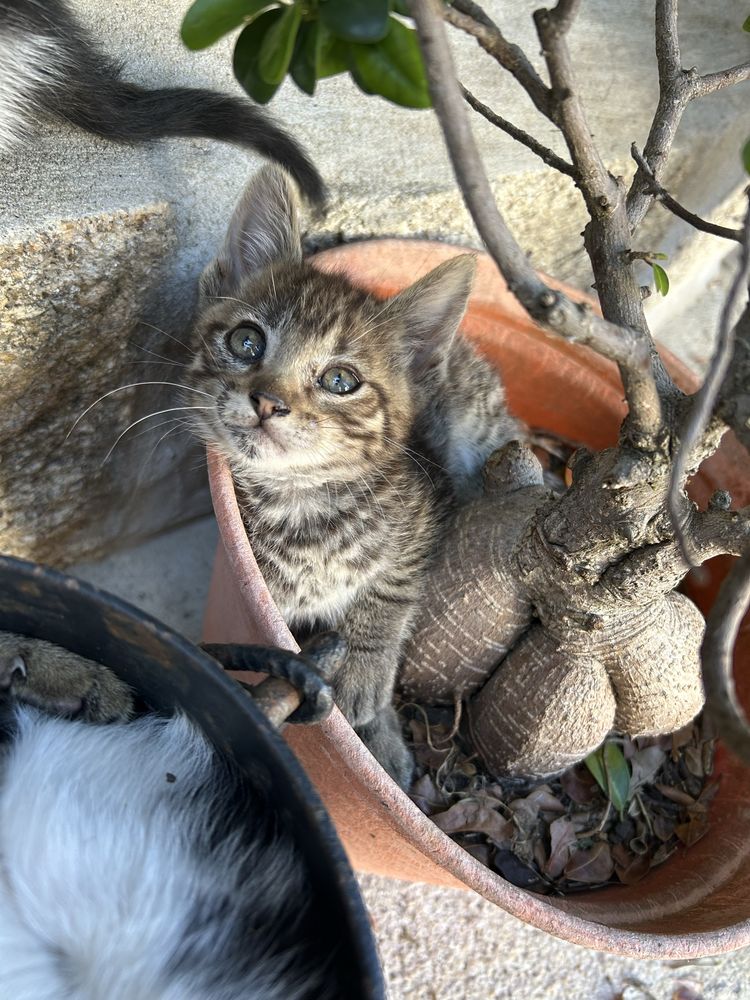 Gatos para adoção