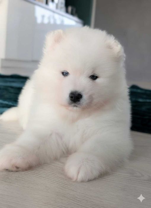 samoyed, suczka, szczeniak, odbiór koniec listopada, Sesto Senso FCi