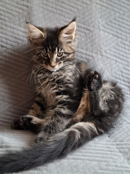 Sprzedam śliczną kotkę Maine Coon
