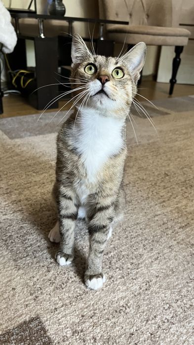 Котик Томчик шукає родину