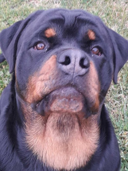 Подрощеная девочка Ротвейлера