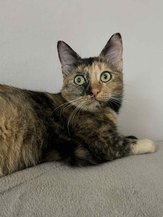 Dwie koteczki do oddania