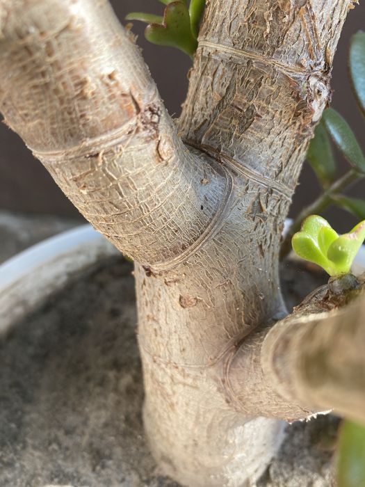 Толстянка грошове дерево велике