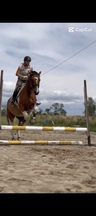 Konie do współdzierżawy