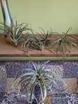 Tillandsia oplątwa 6 szt.