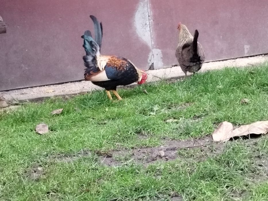 Kogutki liliputy cwergi karzełek polski