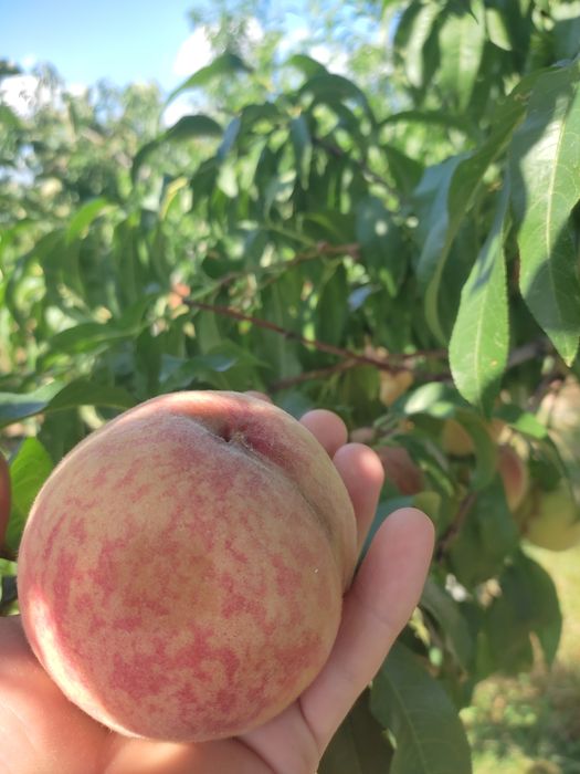 Саженцы персика  годичные