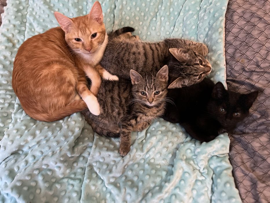 Małe kotki do adocji
