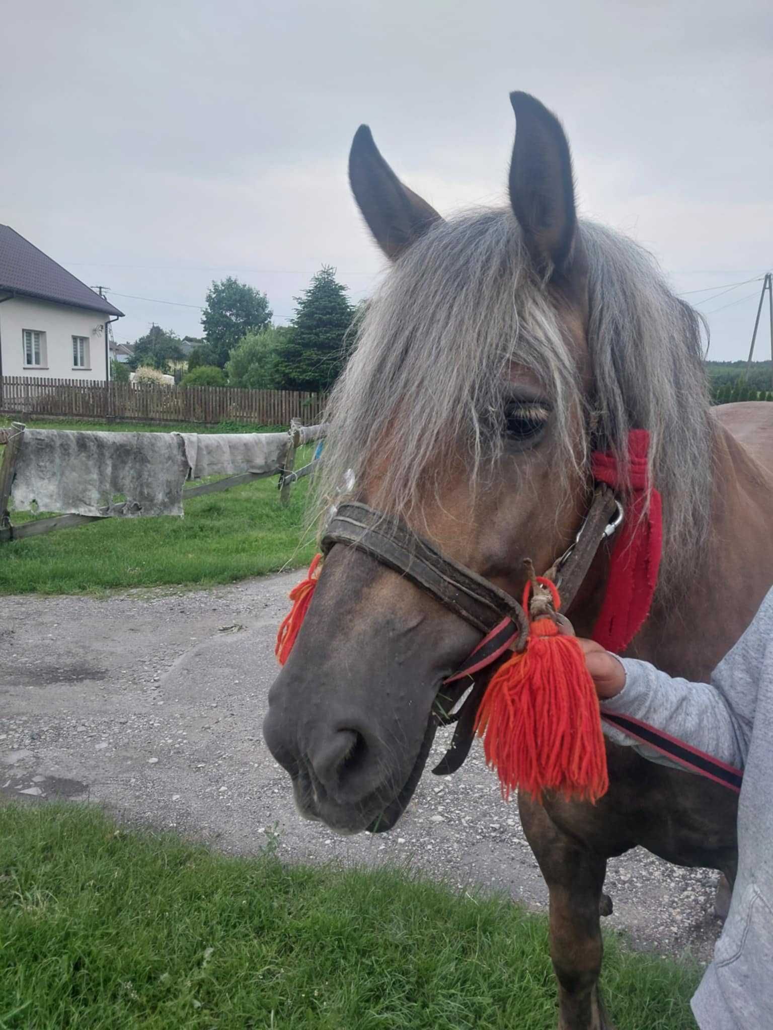 Koń zimnokrwisty