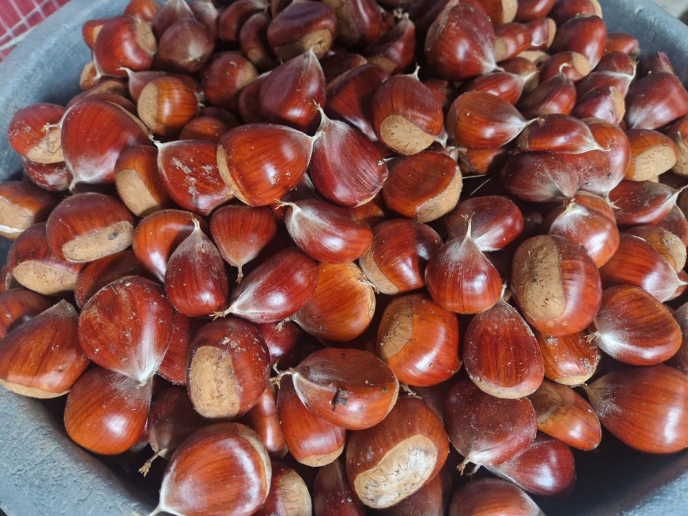 Castanha de bom calibre