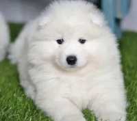 Samojed biały pies
