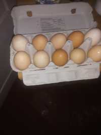 Jajka  swojskiee