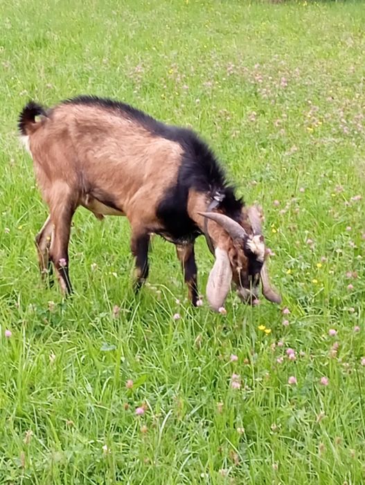 Kozioł anglonubijski