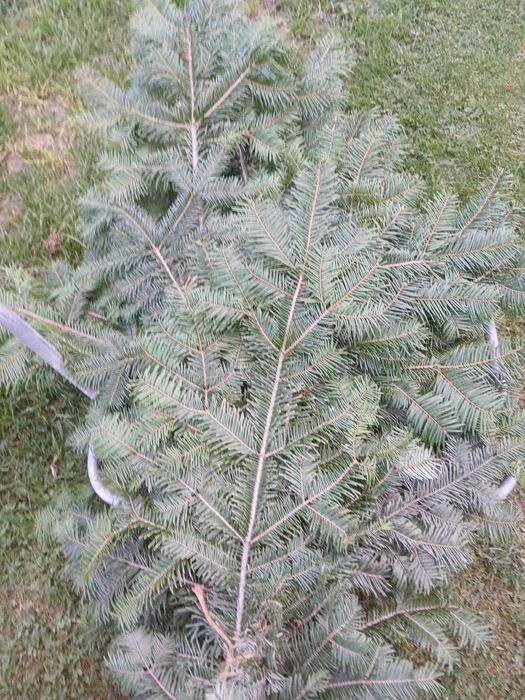 Gałązki na stroiki.