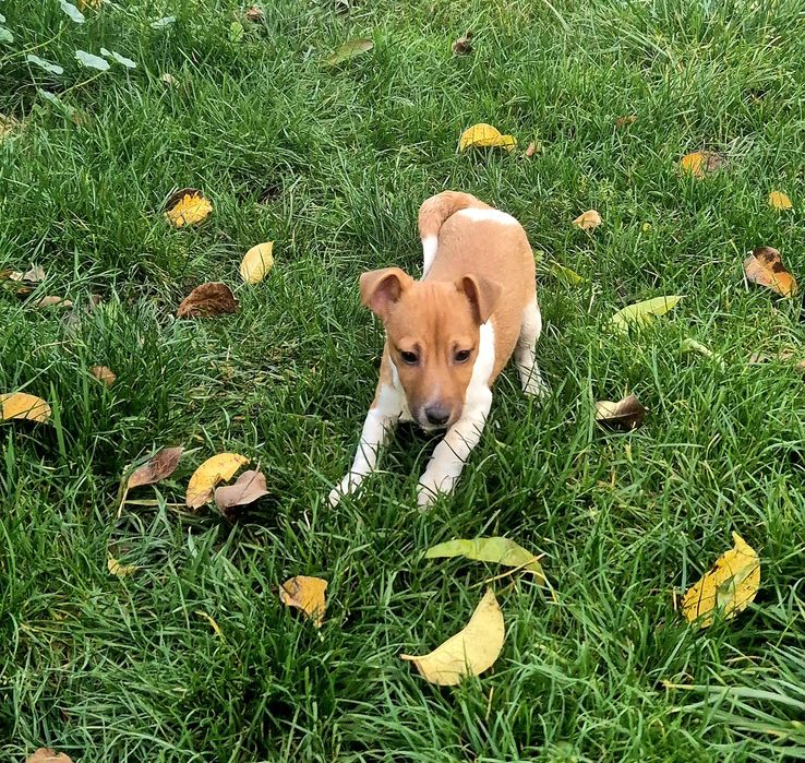 Джек Рассел терьер