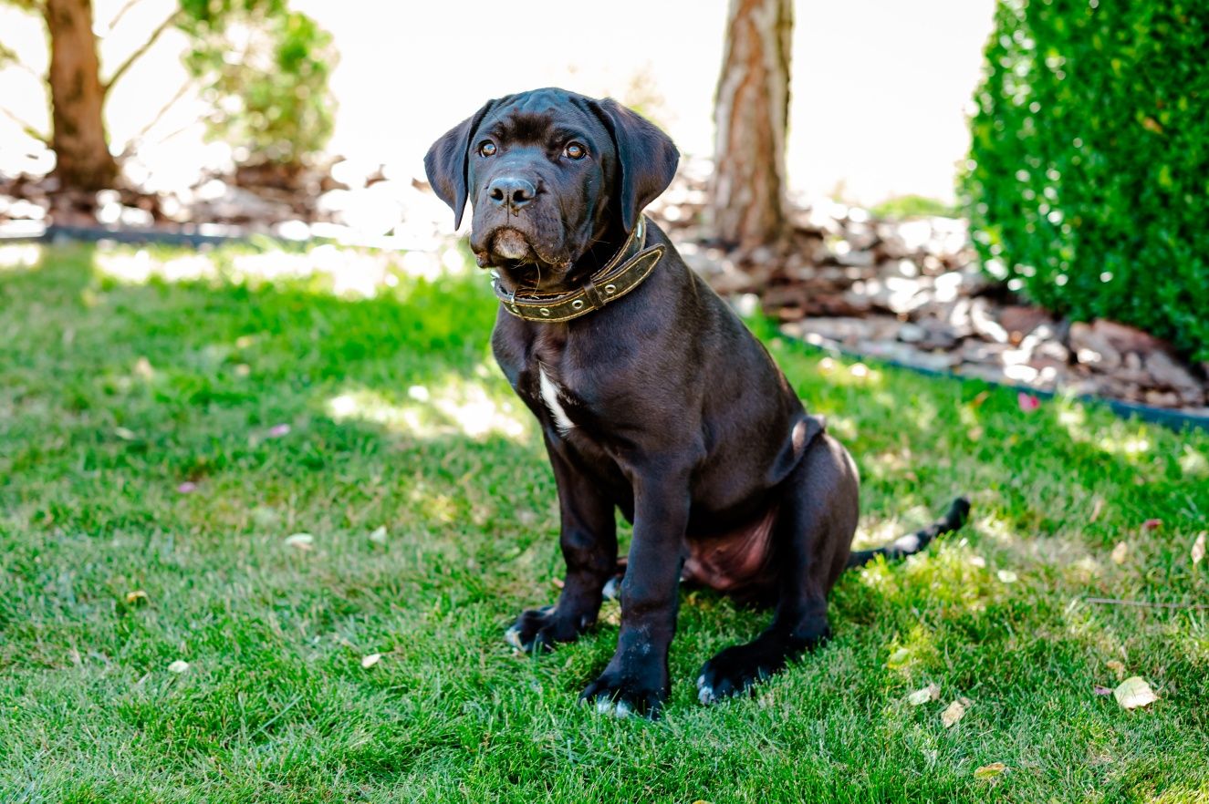 Кане корсо цуценята КСУ щенки Cane corso