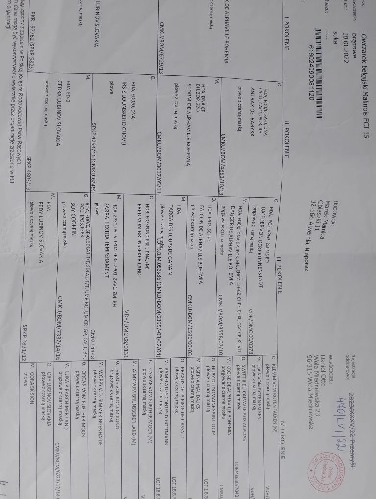 Owczarek belgijski FCI